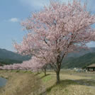 名倉川沿のコヒガンザクラ