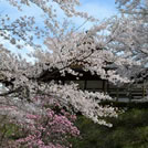 田峯城