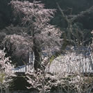 金龍寺　エドヒガン桜