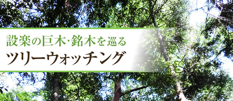 設楽の巨木・銘木を巡る　ツリーウォッチング