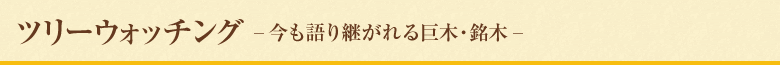 ツリーウォッチング